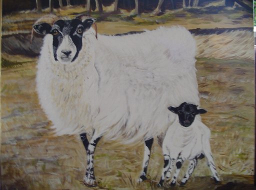 Scottisch Blackface schapen 40 x 50